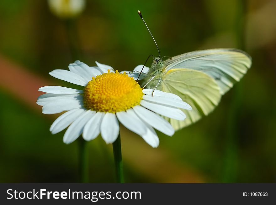 Butterfly on Chamomile flower