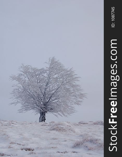 Frozen tree in winter, in the mountains. Frozen tree in winter, in the mountains