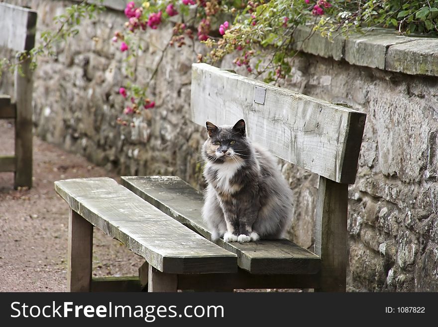 Big cat in Scottland on a bench. Big cat in Scottland on a bench