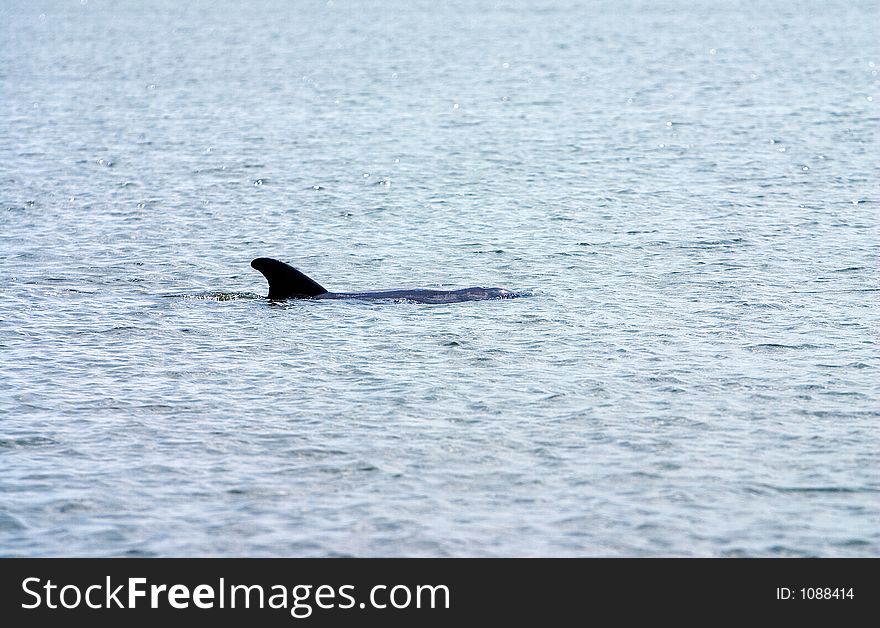 A Florida porpoise(dolphin) surfacing for a breathe of air