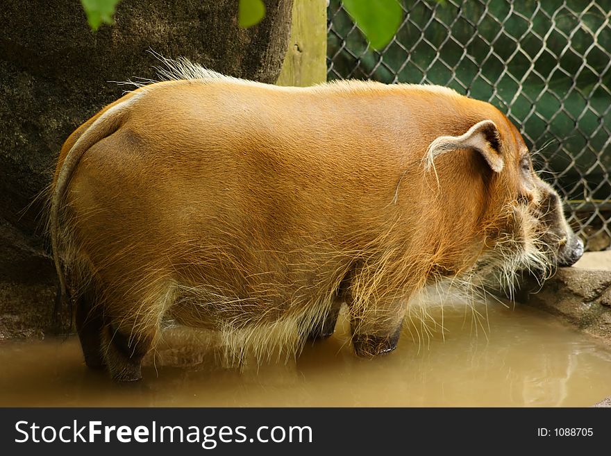 Wading in the mud. Wading in the mud