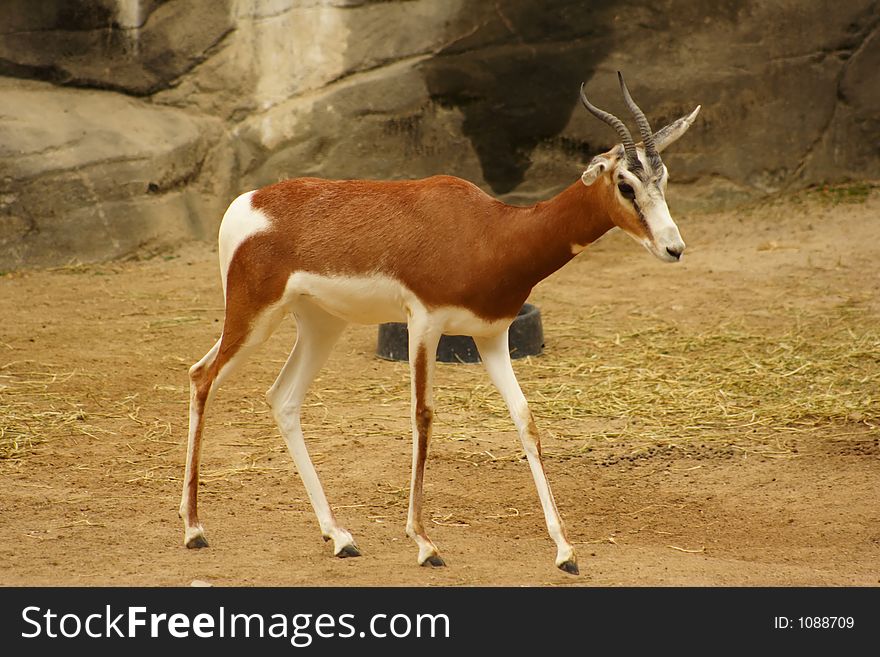 A Baby And Mother Gazelle
