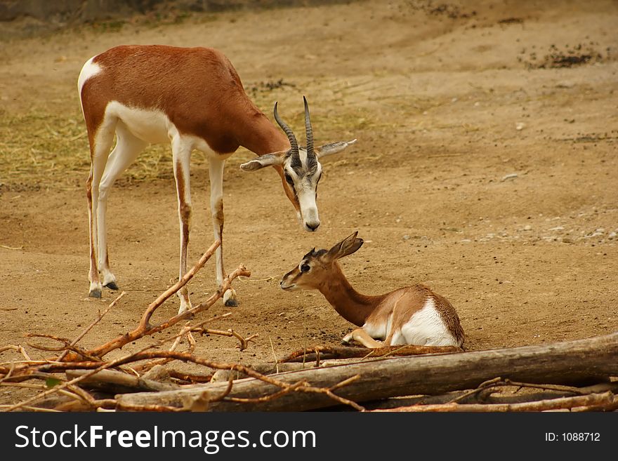 A Baby And Mother Gazelle