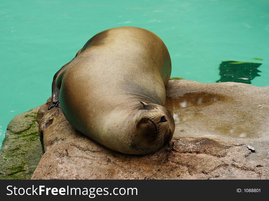 Seal At The Zoo