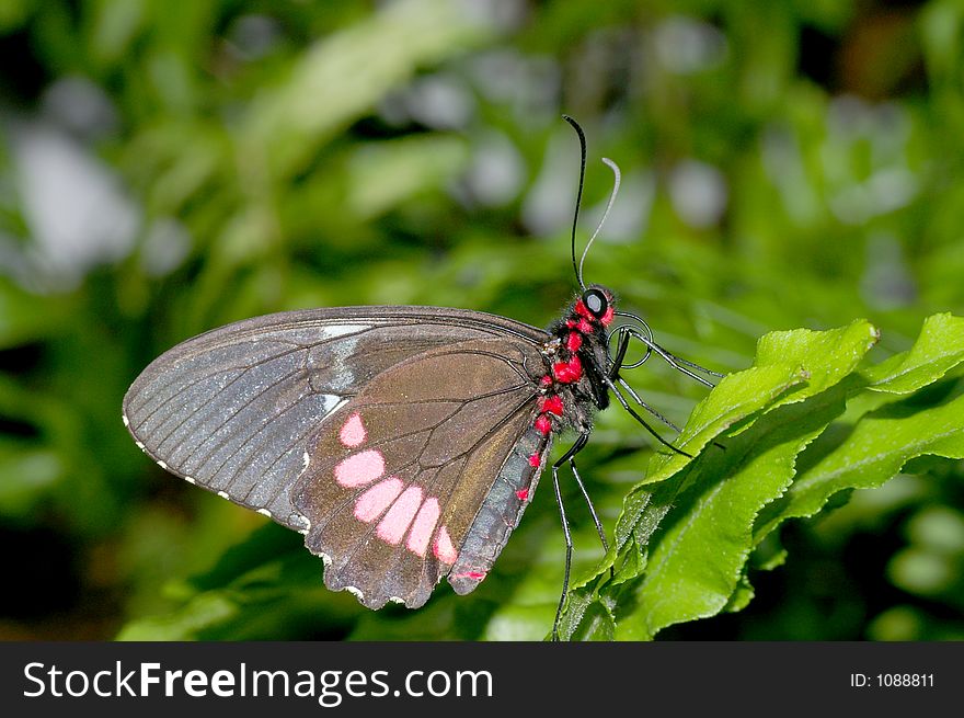 Closeup of an Black, Brown, Red, and Pink Butterfly against a green foliage background. Closeup of an Black, Brown, Red, and Pink Butterfly against a green foliage background