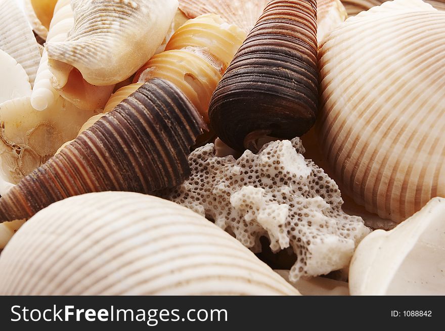 Shells close-up