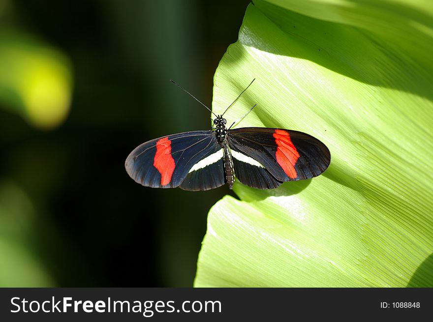 Closeup of an Black, Red, and White Butterfly against a green foliage background. Closeup of an Black, Red, and White Butterfly against a green foliage background