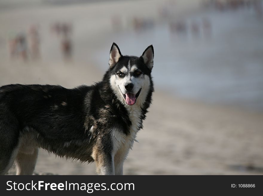Dog In The Beach