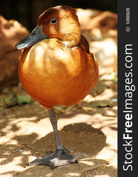 A brown duck standing on one leg. A brown duck standing on one leg