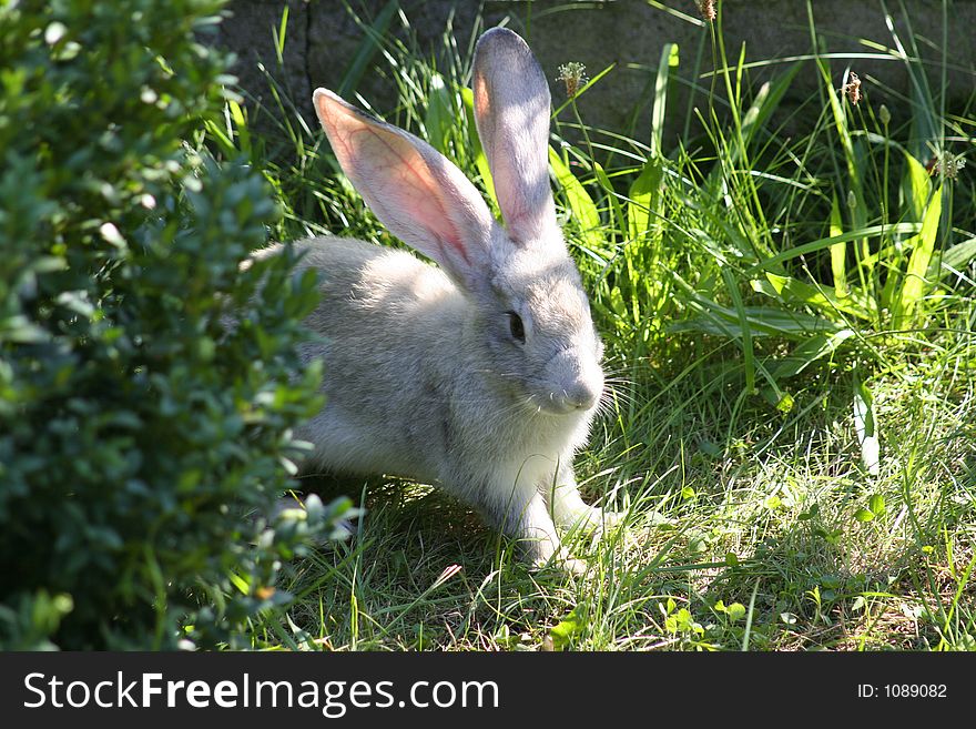 Rabbit on the grass. Rabbit on the grass
