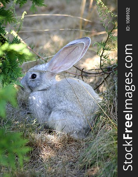 Rabbit on the grass. Rabbit on the grass