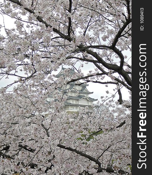 All Japanese love Sakura, the time of cherry blossoming. In the background you can see Himeji Castle. All Japanese love Sakura, the time of cherry blossoming. In the background you can see Himeji Castle.