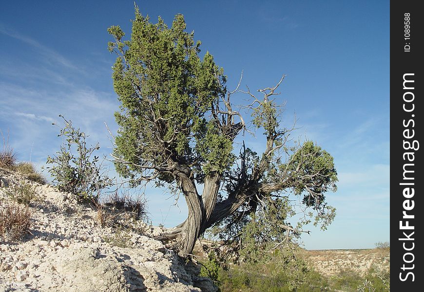 Tree on mountain side