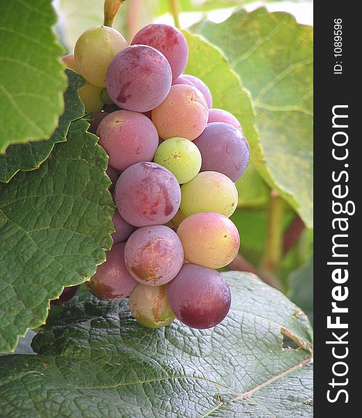 Fresh and delicious grapes