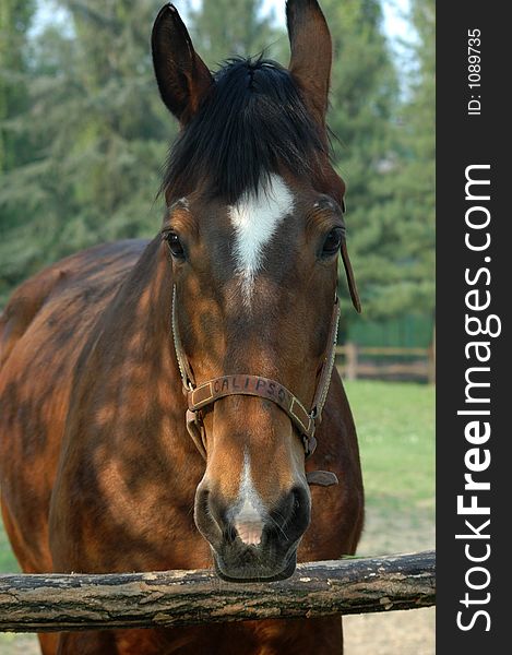 Close up of brown horse