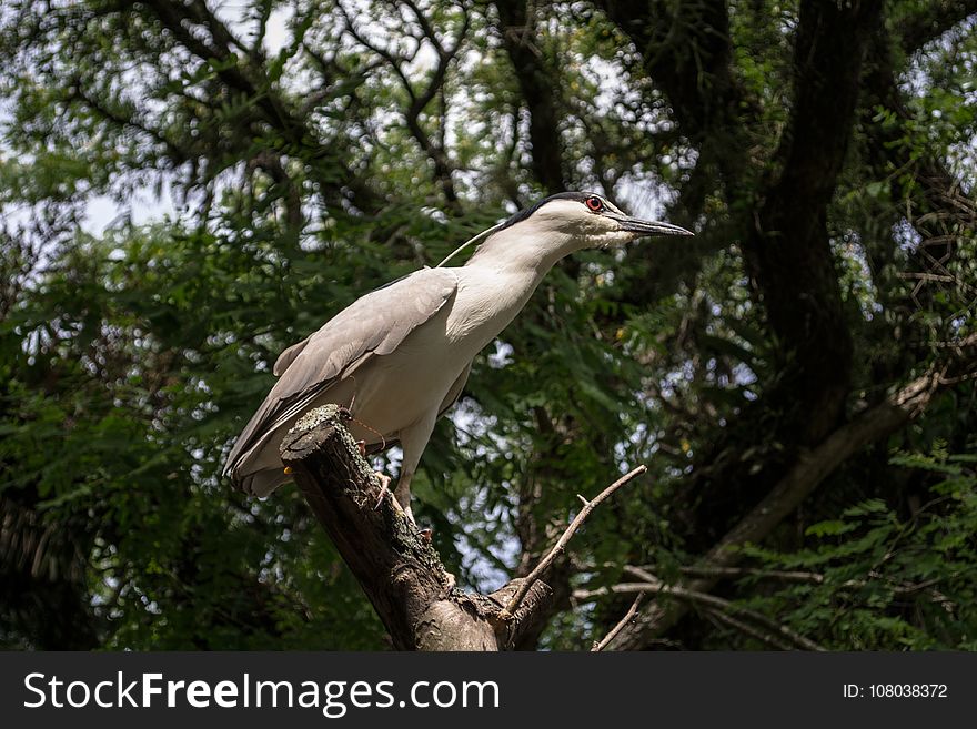 Bird, Ecosystem, Fauna, Beak