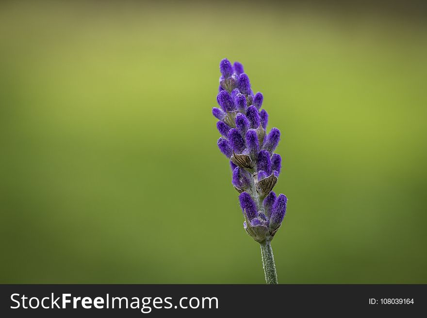 Flower, English Lavender, Lavender, Plant