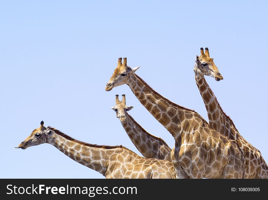 Giraffe, Terrestrial Animal, Giraffidae, Wildlife