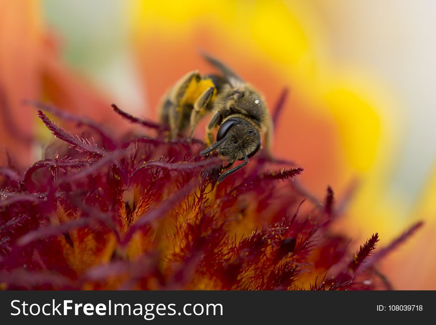 Honey Bee, Insect, Bee, Macro Photography