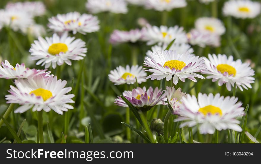 Flower, Daisy, Daisy Family, Meadow
