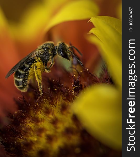 Honey Bee, Bee, Insect, Macro Photography