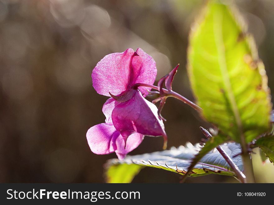 Flower, Pink, Flora, Plant