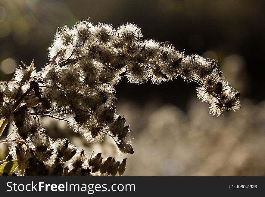 Flora, Plant, Branch, Close Up