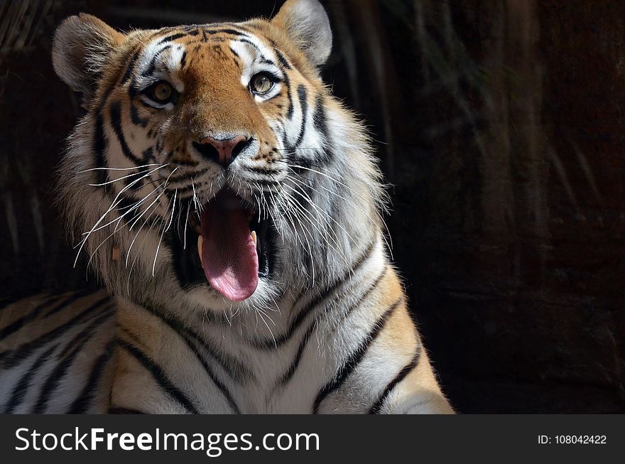 Tiger, Wildlife, Facial Expression, Mammal
