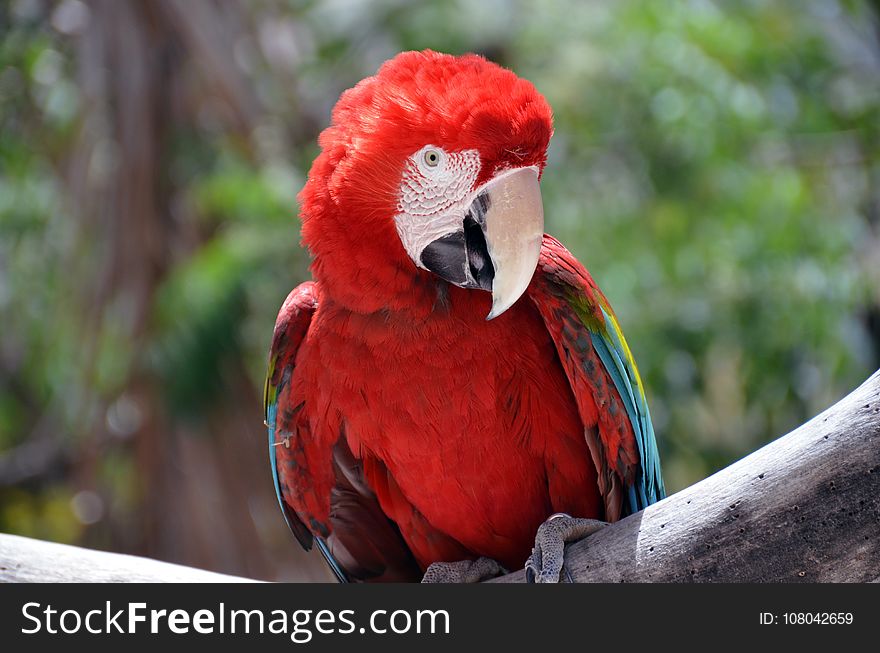 Bird, Macaw, Beak, Parrot