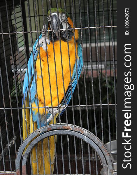 Bird, Macaw, Yellow, Parrot