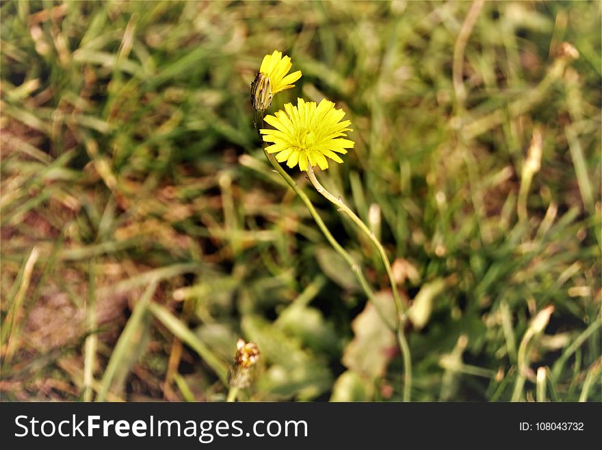 Flower, Flora, Yellow, Flatweed