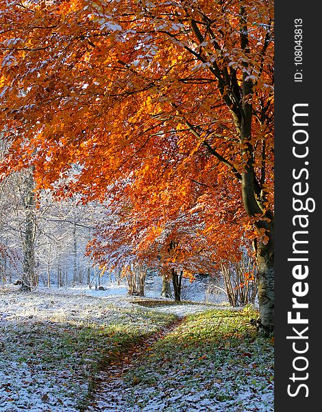 Leaf, Nature, Tree, Autumn