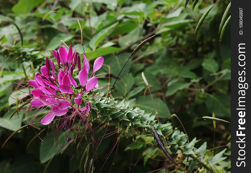 Plant, Flower, Flora, Vegetation