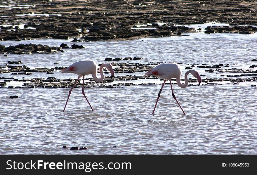 Bird, Water Bird, Flamingo, Water