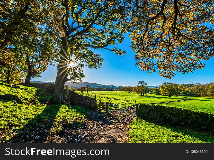 Nature, Field, Tree, Sky