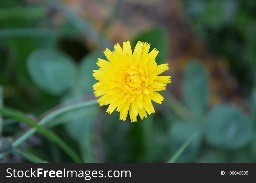 Flower, Yellow, Flora, Dandelion