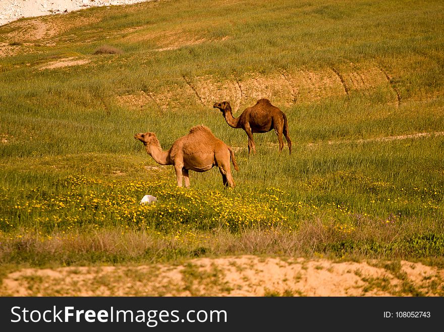 Ecosystem, Grassland, Pasture, Fauna