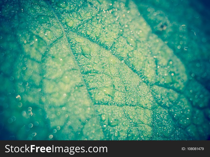 Big green cucumber leaf in drops of water, filtered background. Big green cucumber leaf in drops of water, filtered background.