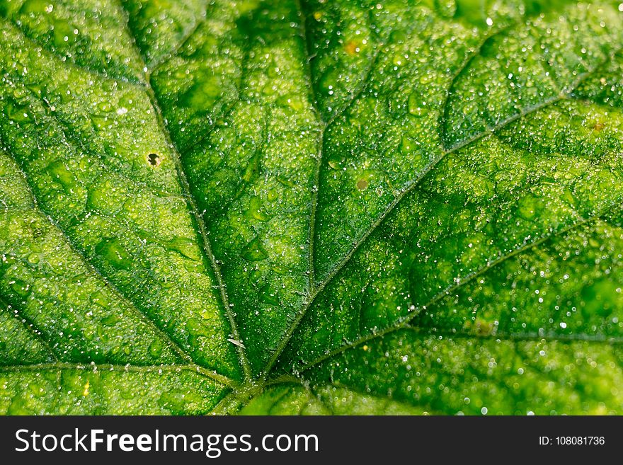 Cucumber Leaf In Water Drops