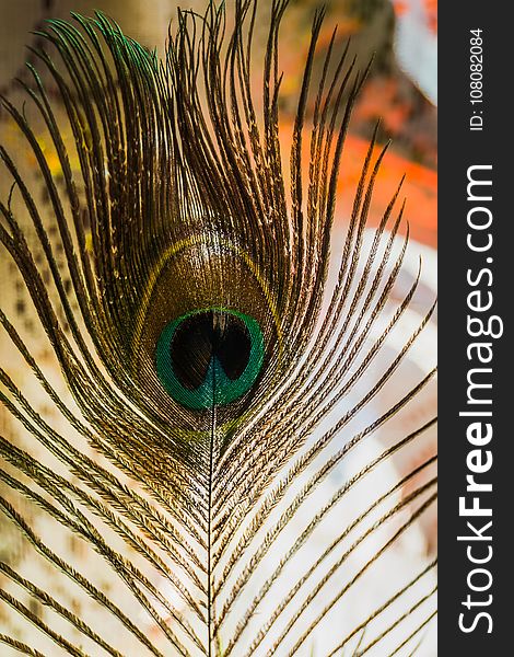 Close up capture of a peacock feather as abstract background. Close up capture of a peacock feather as abstract background.