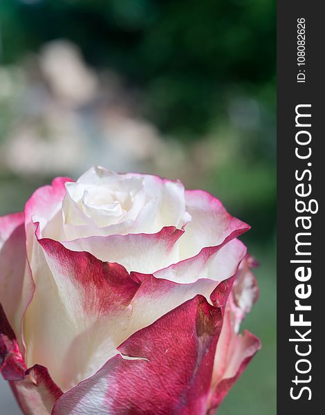 Decorative two colored pink and white rose flowers close up background. Decorative two colored pink and white rose flowers close up background.