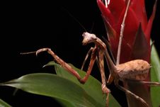 Praying Mantis Royalty Free Stock Images Praying Mantis Royalty Free Stock Images