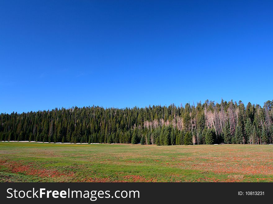 Kaibab National Forest, Arizona, USA