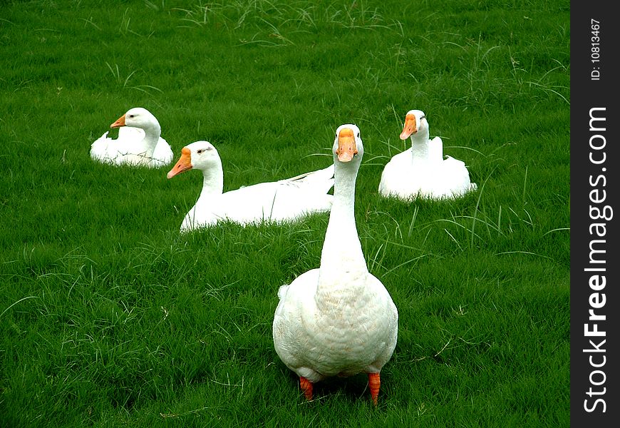 Group of four Ducks on fresh green grass. Group of four Ducks on fresh green grass.