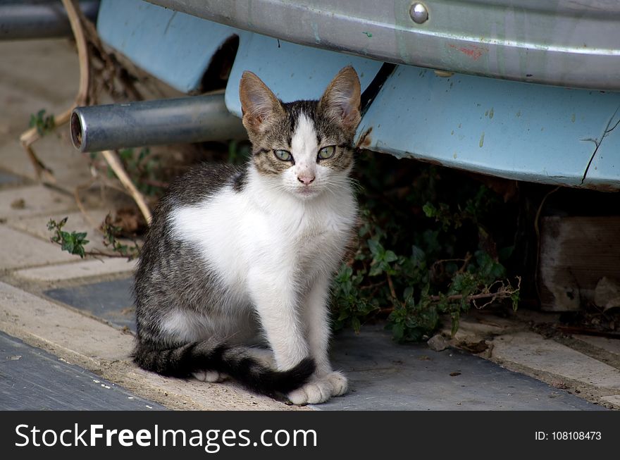 Cat next to a car