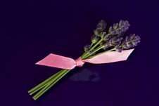 Lavender Stock Image Lavender Stock Image