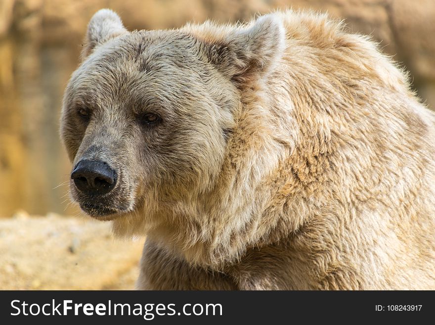 Brown Bear, Terrestrial Animal, Mammal, Grizzly Bear