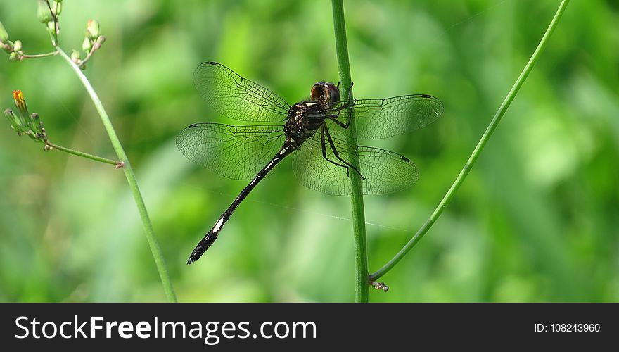 Insect, Dragonfly, Dragonflies And Damseflies, Invertebrate