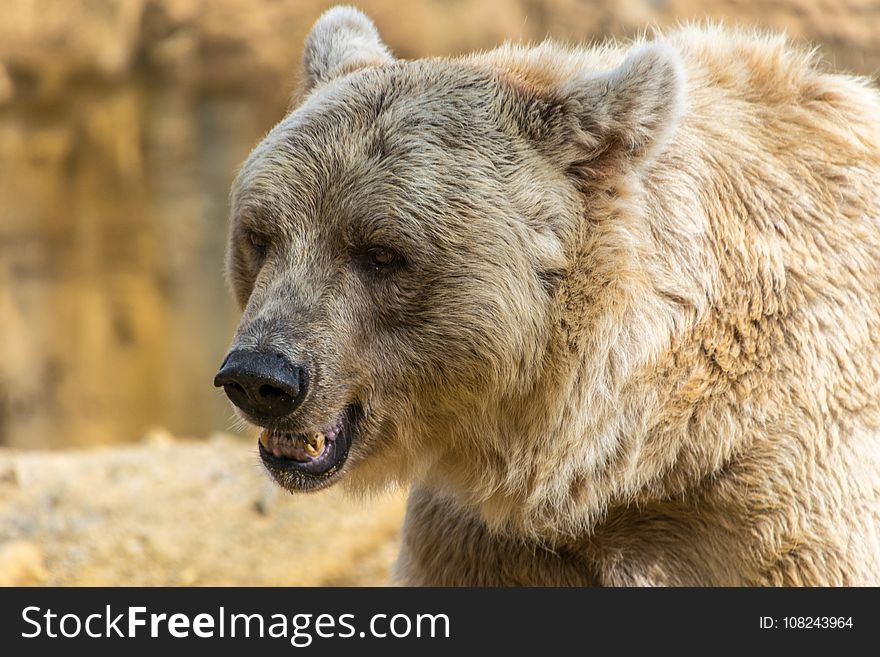 Brown Bear, Grizzly Bear, Mammal, Terrestrial Animal