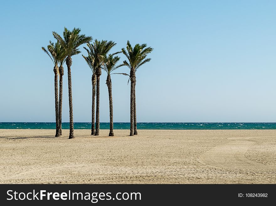 Palm Tree, Arecales, Sea, Tree